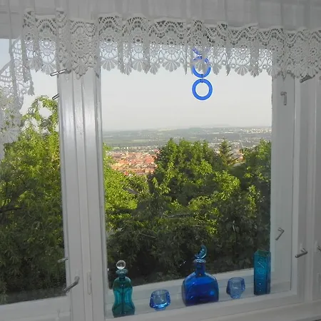 Tulipan Panorama Beci